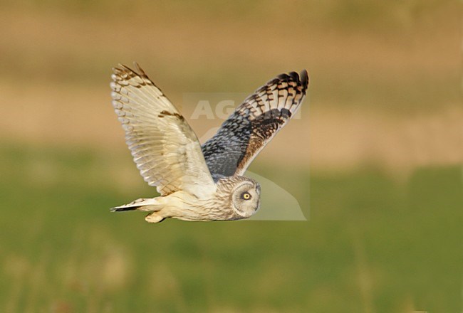 Short-eared Owl in flight over marshes, Velduil vliegend boven moeras stock-image by Agami/Bill Baston,