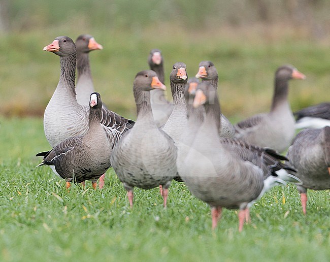 Lesser White-fronted Goose - Zwerggans - Anser erythropus, Germany, adult - between Greylag Geese stock-image by Agami/Ralph Martin,