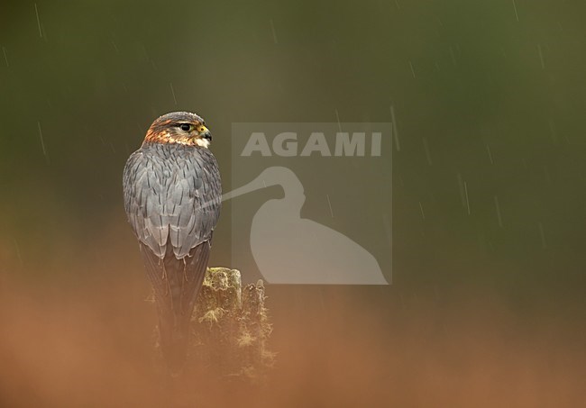 Mannetje Smelleken in gevangenschap, Merlin captive adult male perched on a stump stock-image by Agami/Danny Green,