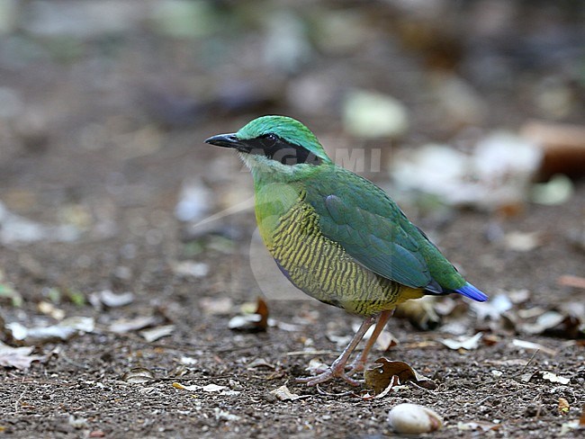Bar-bellied pitta (Hydrornis elliotii) a stunning species of bird in the jungle of South Vietnam. stock-image by Agami/James Eaton,