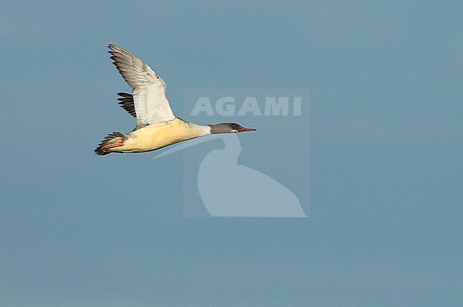 Goosander (Mergus merganser), first-winter male in flight, seen from the side, showing under wing. stock-image by Agami/Fred Visscher,