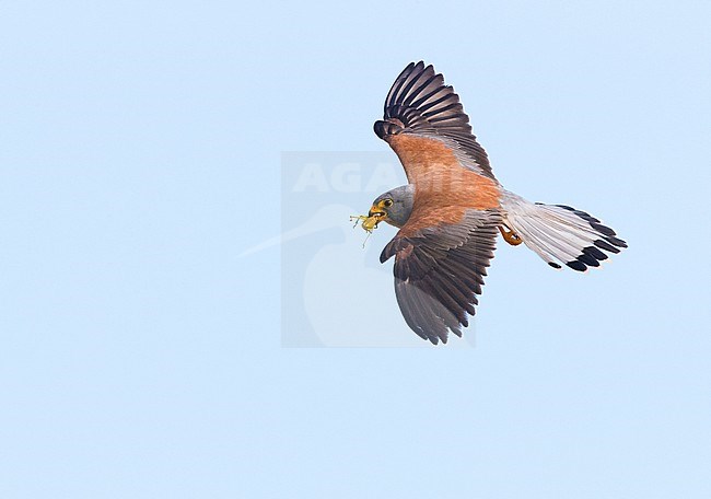 Lesser Kestrel (Falco naumanni), adult male in flight showing upperparts in Matera stock-image by Agami/Saverio Gatto,