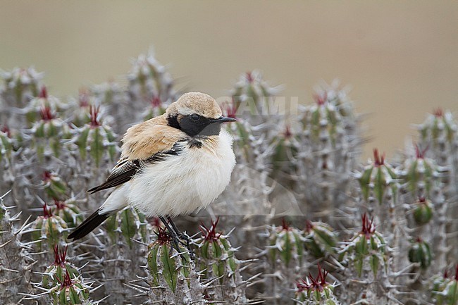 Desert Wheatear - Wüstensteinschmätzer - Oenanthe deserti ssp. homochroa, Morocco, adult male stock-image by Agami/Ralph Martin,