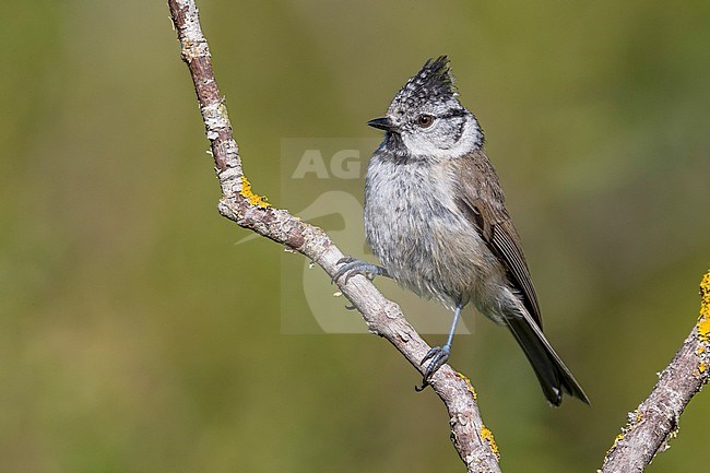 Volwassen Kuifmees; Adult Crested Tit stock-image by Agami/Daniele Occhiato,