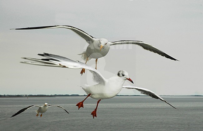 Kokmeeuw en Kleine Mantelmeeuw; Black-headed Gull and Lesser Black-backed Gull stock-image by Agami/Marc Guyt,