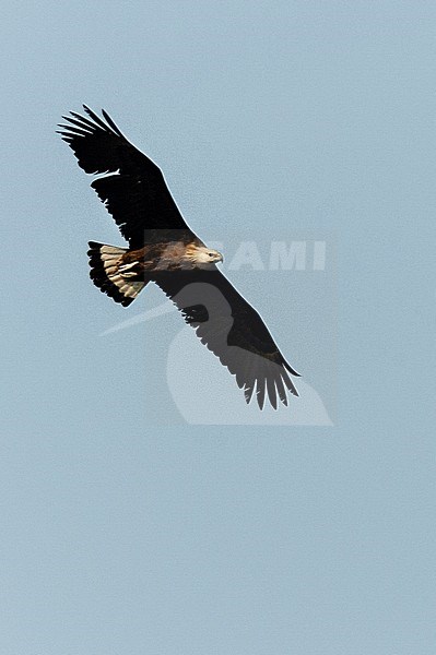 Adult Pallas's Fish-eagle (Haliaeetus leucoryphus) in flight. An endangered bird of prey. stock-image by Agami/Marc Guyt,