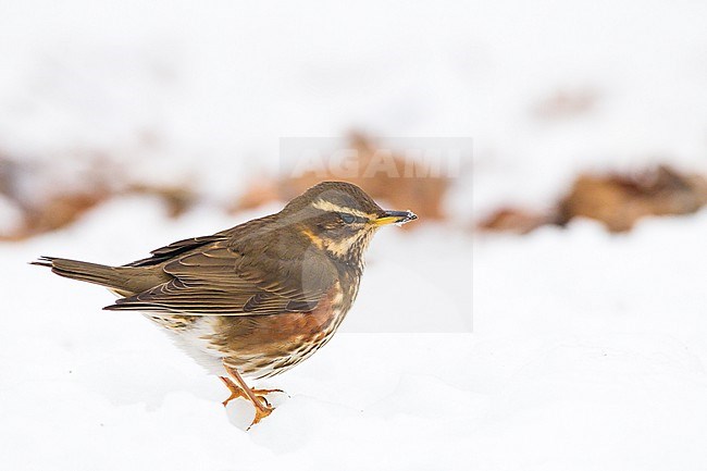 Redwing, Turdus iliacus sitting in the snow looking for food in snow on forest floor stock-image by Agami/Menno van Duijn,