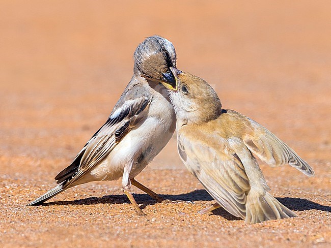 Male & juvenile Northern Desert Sparrow in Oued Jenna, Western Sahara. March 2011. stock-image by Agami/Vincent Legrand,