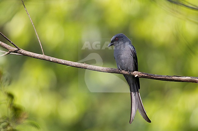 Ashy Drongo (Dicrurus leucophaeus), perched in Khao Yai National Park, Thailand stock-image by Agami/Helge Sorensen,