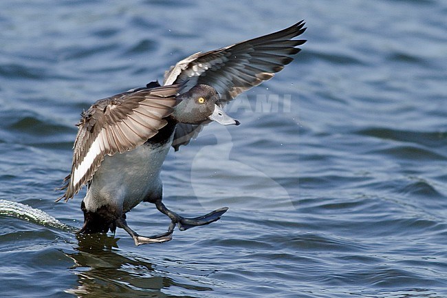 Lesser Scaup (Aythya affinis) flying in Victoria, BC, Canada. stock-image by Agami/Glenn Bartley,