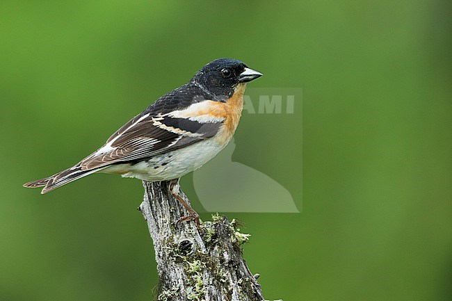 Brambling, Fringilla montifringilla, Russia (Baikal), adult, male stock-image by Agami/Ralph Martin,