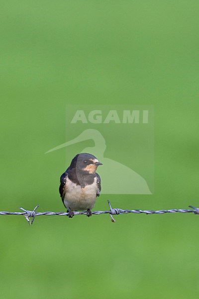 Boerenzwaluw zittend; Barn Swallow perched stock-image by Agami/Arnold Meijer,