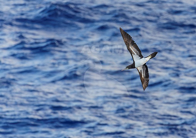 Subadult Indo-Pacific Brown Booby (Sula leucogaster plotus) at sea in the Pacific Ocean, around the Solomon Islands. stock-image by Agami/Marc Guyt,