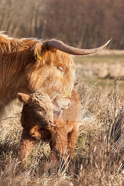 Highland Cow (Bos Taurus) adult licking calf stock-image by Agami/Caroline Piek,