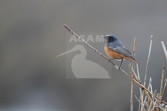 Male Eastern Black Redstart (Phoenicurus ochruros phoenicuroides) perched on a pool in Dollard, Zeedijk Zuidzijde, Groningen, the Netherlands. stock-image by Agami/Vincent Legrand,