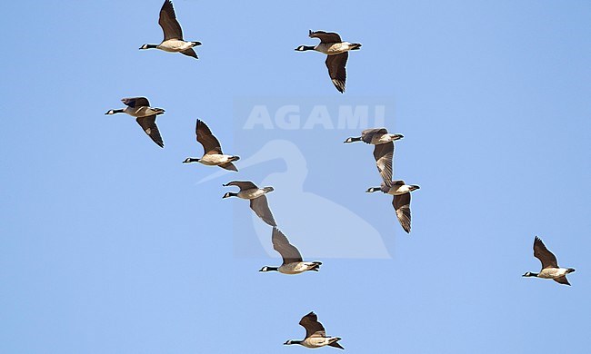 Flock of Richardson’s Cackling Goose, Branta hutchinsii hutchinsii in flight against a blue sky as background in Kansas, United States. stock-image by Agami/Brian Sullivan,