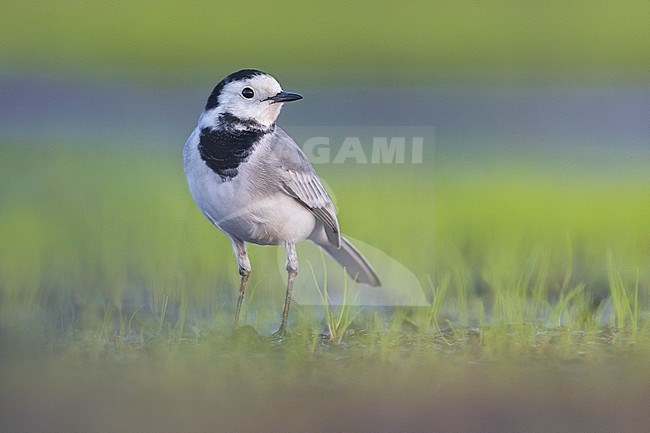 Adult White Wagtail (Motacilla alba) in Italy. Standing in shallow water. stock-image by Agami/Daniele Occhiato,