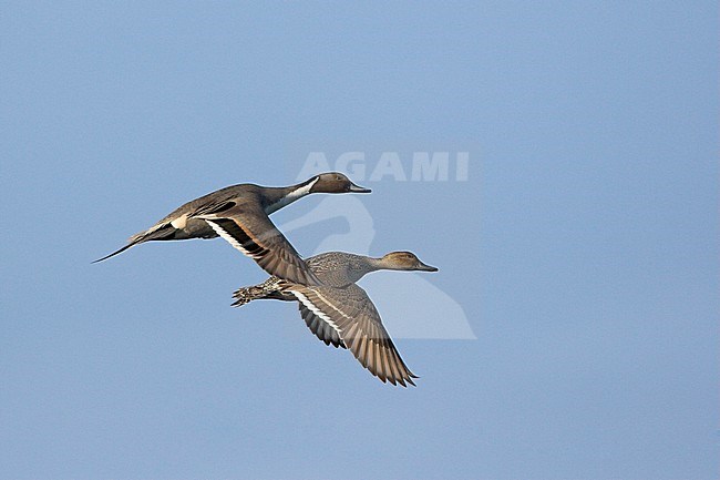 Northern Pintail (Anas acuta) flying in Victoria, BC, Canada. stock-image by Agami/Glenn Bartley,