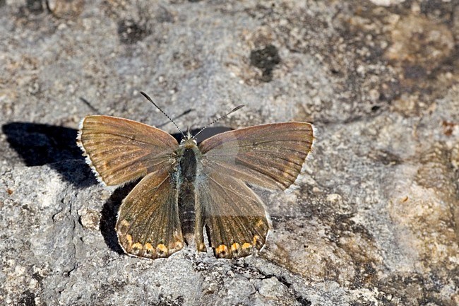 Bleek blauwtje, Chalk-hill Blue stock-image by Agami/Bas Haasnoot,