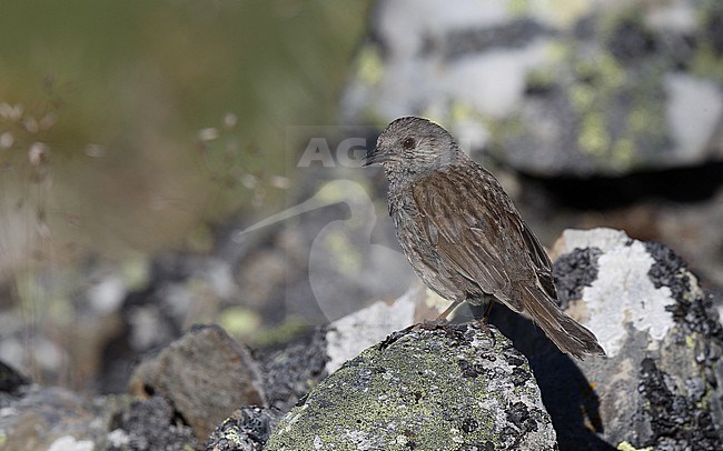 Iberian Dunnock (Prunella modularis mabbotti) adult perched at a rock in the Cantabrian Mountains, Castillia y Leon, Spain stock-image by Agami/Helge Sorensen,