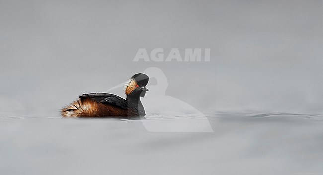 Black-necked Grebe adult summerplumage swimming, Geoorde Fuut volwassen zomerkleed zwemmend stock-image by Agami/Alain Ghignone,