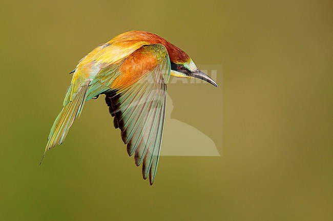 European Bee-eater (Merops apiaster), side view of an adult male in flight,  Campania, Italy stock-image by Agami/Saverio Gatto,