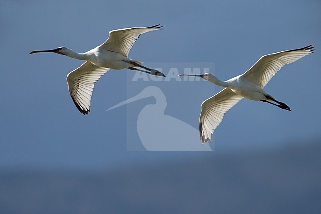 Vliegende Lepelaars; Eurasian Spoonbills in flight stock-image by Agami/Daniele Occhiato,