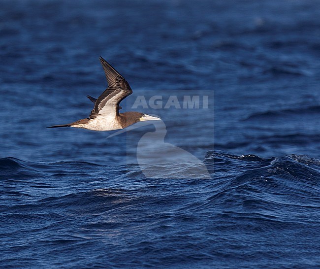 Subadult Brown Booby (Sula leucogaster) in flight low over the Atlantic Ocean off Cape Verde Islands. stock-image by Agami/Dani Lopez-Velasco,