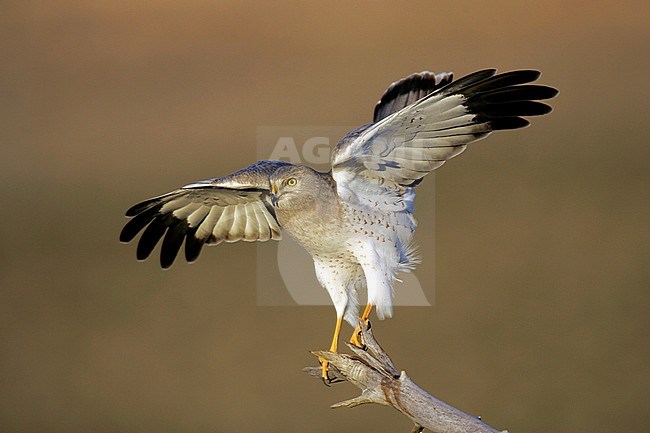 Adult male
Kern Co., CA
November 2005 stock-image by Agami/Brian E Small,