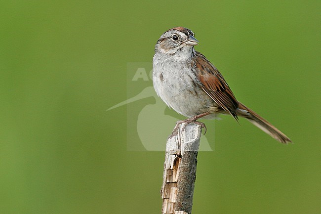 Adult breeding
Somerset Co., ME
June 2006 stock-image by Agami/Brian E Small,