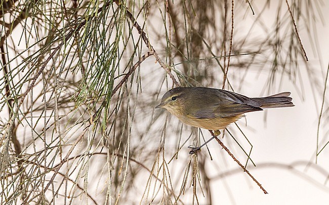 Scandinavian Common Chiffchaff perched in Al Abraq, Kuwait. January 3, 2011. stock-image by Agami/Vincent Legrand,