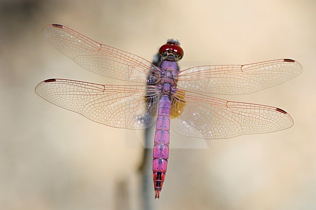 Mannetje Purperlibel, Male Trithemis annulata stock-image by Agami/Wil Leurs,