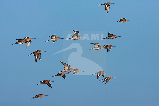 Big flock of spring Black-tailed Godwit, Limosa limosa, in flight at Starrevaart, Zuid-Holland, Netherlands. stock-image by Agami/Marc Guyt,