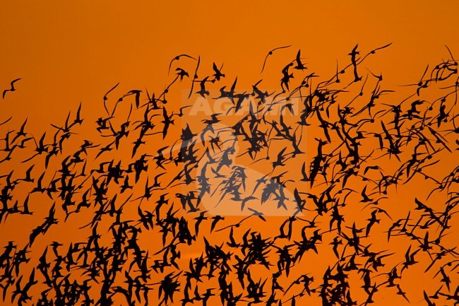 Grote Stern kolonie Utopia, Texel; Sandwich Tern colony on Texel stock-image by Agami/Harvey van Diek,