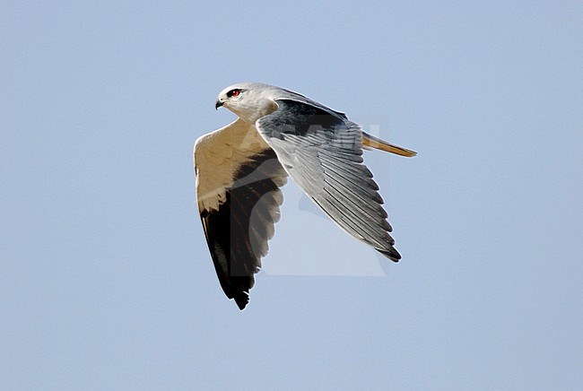 Volwassen Grijze Wouw in vlucht; Black-winged Kite (Elanus caeruleus vociferus) adult in flight stock-image by Agami/Dick Forsman,