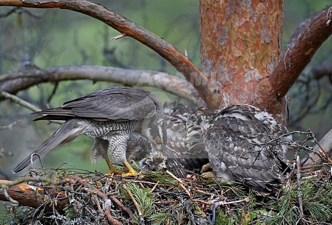 Havik op prooi met jongen; Northern Goshawk on prey with young stock-image by Agami/Markus Varesvuo,