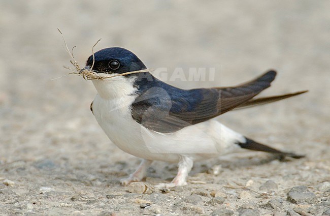 Huiszwaluw verzameld nestmateriaal; Common House Martin collecting nest material stock-image by Agami/Hans Gebuis,