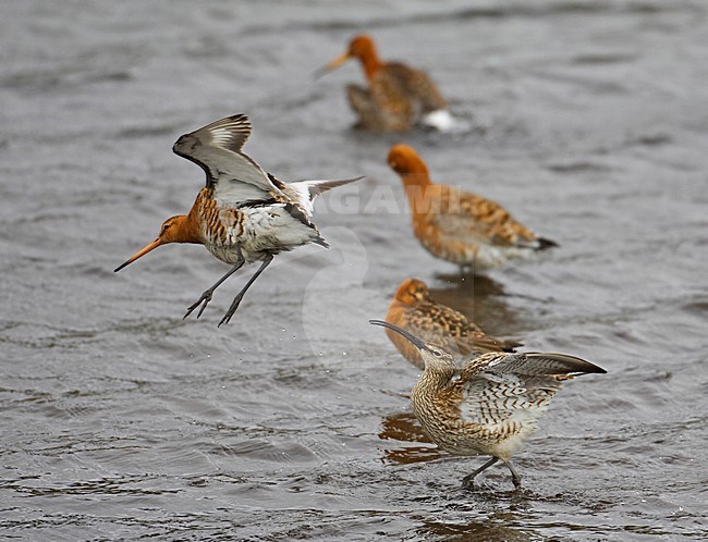 Whimbrel and Black-tailed Godwits, Regenwulp en Gruttos stock-image by Agami/Markus Varesvuo,