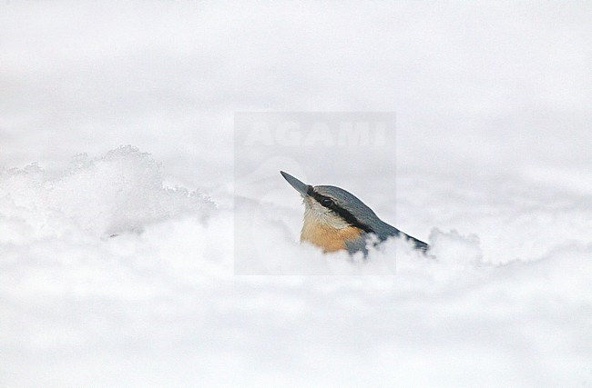 Eurasian Nuthatch (Sitta europaea) sitting in deep snow in woodland in the Netherlands. stock-image by Agami/Harvey van Diek,