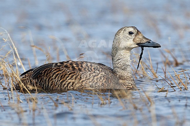 Vrouwtje Brileider, Female Spectacled Eider stock-image by Agami/Brian E Small,