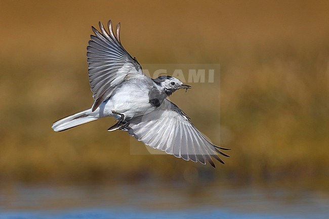 White Wagtail (Motacilla alba) in Italy. stock-image by Agami/Daniele Occhiato,