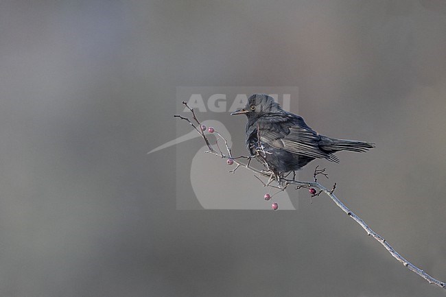 First-winter male Common Blackbird (Turdus merula) perched in a berry-bush at Rudersdal, Denmark stock-image by Agami/Helge Sorensen,