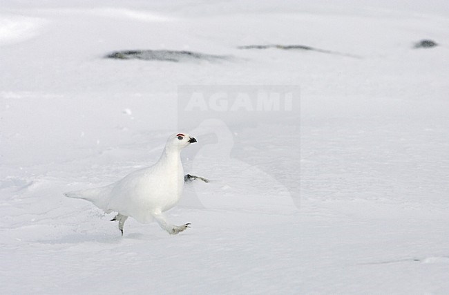 Moerassneeuwhoen in winterkleed in de sneeuw; Willow Ptarmigan in winter plumage in the snow stock-image by Agami/Markus Varesvuo,