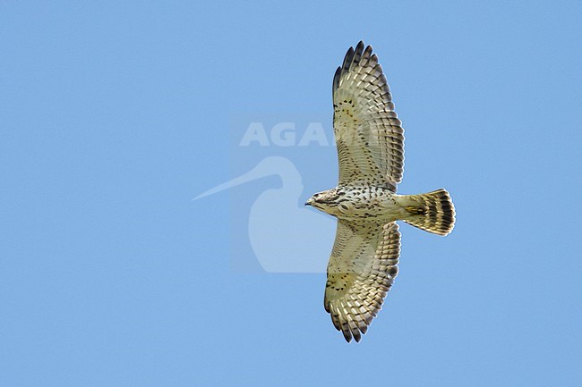 First-year light morph Broad-winged Hawk (Buteo platypterus) flying over Chambers County, Texas in the United States during autumn migration. stock-image by Agami/Brian E Small,