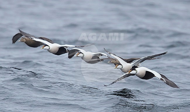 Flock of Common Eiders (Somateria mollissima) flying off Utö in Finland. stock-image by Agami/Markus Varesvuo,