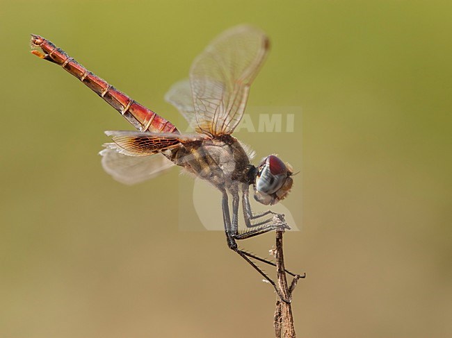 Vrouwtje Urothemis assignata, Female Red Basker stock-image by Agami/Wil Leurs,