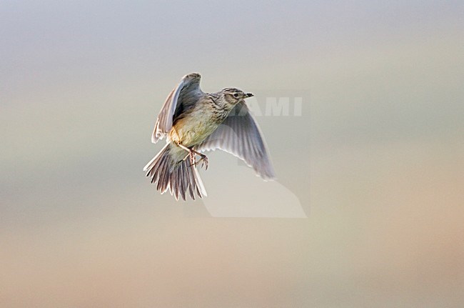 Common Skylark flying; Veldleeuwerik vliegend stock-image by Agami/Marc Guyt,