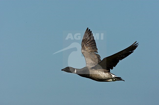 Rotgans vliegend; Dark-bellied Brent Goose flying stock-image by Agami/Roy de Haas,