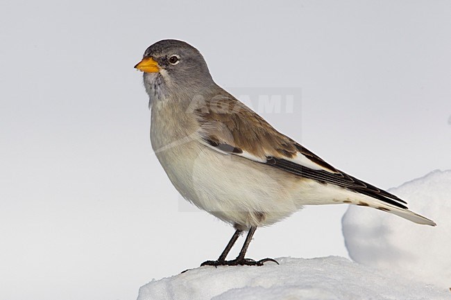 Sneeuwvink; Snowfinch; Montifringilla nivalis stock-image by Agami/Daniele Occhiato,