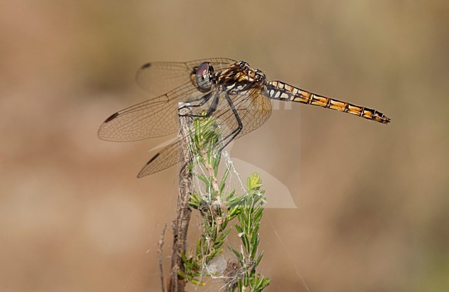 Imago Purperlibel; Adult Violet dropwing; Adult Violet-marked Darter; stock-image by Agami/Fazal Sardar,